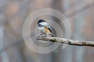 Close up portrait of a Black-capped chickadee Poecile atricapillus perched on a dead tree branch during autumn.