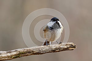 Close up portrait of a Black-capped chickadee Poecile atricapillus perched on a dead tree branch during autumn.