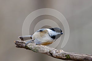 Close up portrait of a Black-capped chickadee Poecile atricapillus perched on a dead tree branch during autumn.