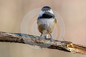 Close up portrait of a Black-capped chickadee Poecile atricapillus perched on a dead tree branch during autumn.