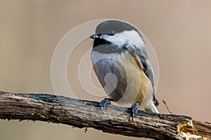 Close up portrait of a Black-capped chickadee Poecile atricapillus perched on a dead tree branch during autumn.