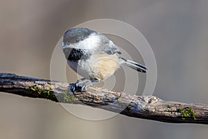 Close up portrait of a Black-capped chickadee Poecile atricapillus perched on a dead tree branch during autumn.