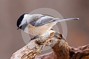 Close up portrait of a Black-capped chickadee Poecile atricapillus perched on a dead tree branch during late autumn.