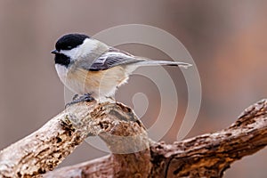 Close up portrait of a Black-capped chickadee Poecile atricapillus perched on a dead tree branch during late autumn.