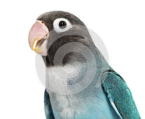 Close-up portrait of a Black Cheecked Lovebird Ã¢â¬â Agapornis Nigrigenis Ã¢â¬â Blue mutation photo