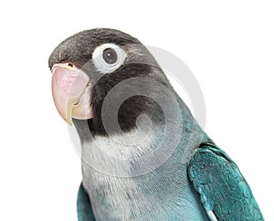 Close-up portrait of a Black Cheecked Lovebird Ã¢â¬â Agapornis Nigrigenis Ã¢â¬â Blue mutation photo