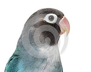 Close-up portrait of a Black Cheecked Lovebird â€“ Agapornis Nigrigenis â€“ Blue mutation