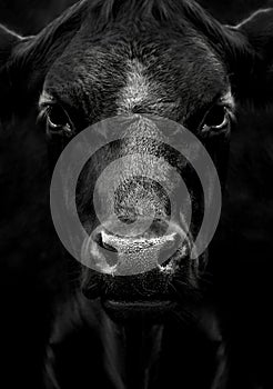 A Close-up Portrait of a Black Cow