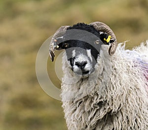 Close up portrait of a Black Faced Sheep with curling horns