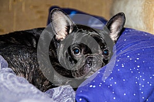 Close-up portrait of a black french bulldog that lies on a pillow