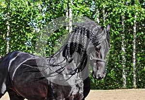 Close up portrait of black friesian draft horse