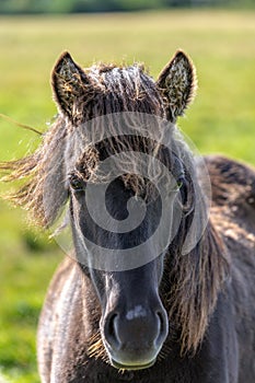 Close up portrait of a black Icelandic horse in sunlight
