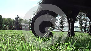 Close-up portrait of a black Nubian goat resting and eating green grass. The concept of farming, feeding, animal