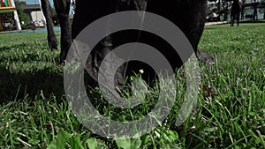 Close-up portrait of a black Nubian goat resting and eating green grass. The concept of farming, feeding, animal