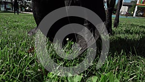 Close-up portrait of a black Nubian goat resting and eating green grass. The concept of farming, feeding, animal