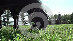 Close-up portrait of a black Nubian goat resting and eating green grass. The concept of farming, feeding, animal