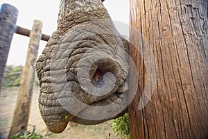Close up portrait of a black rhino nose and nostrils