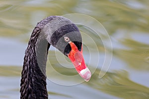 Close up portrait of black swan Cygnus atratus. photo