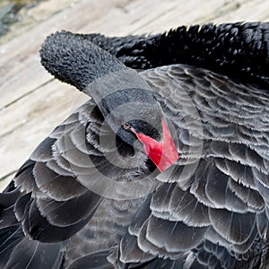 Close up Portrait of a black swan with red beak