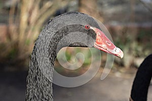 Close up portrait of a black swan with red beak and red eyes.