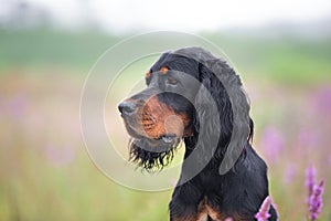 Close-up portrait of Black and tan setter gordon dog sitting in the field in summer