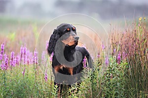 Close-up portrait of Black and tan setter gordon dog standing in the field in summer