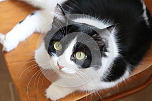 close-up portrait of a black and white cat lying on a chair