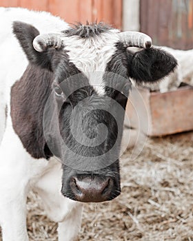 Close up portrait of a black and white cow