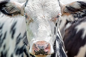 Close up portrait of a black and white cow facing the camera