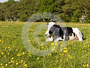 close up portrait and black and white dairy cow in farm field sp