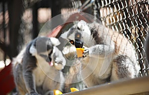 Close up portrait of black and white ruffled lemur eating fresh fruit, strepsirrhine nocturnal primates