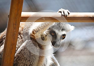 Close up portrait of black and white ruffled lemur sitting on a ladder watching, strepsirrhine nocturnal primates