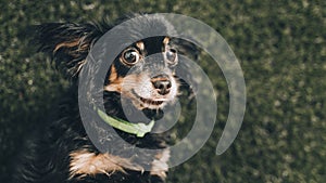 Close up portrait of black young cute russian toy terrier puppy dog looking front