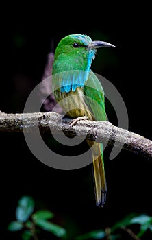 Close up portrait of Blue-bearded Bee-eater photo