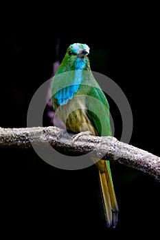 Close up portrait of Blue-bearded Bee-eater photo