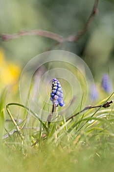 A close up portrait of a blue grape or muscari hyacinth flower standing tall in the blurry green of the grass in a garden