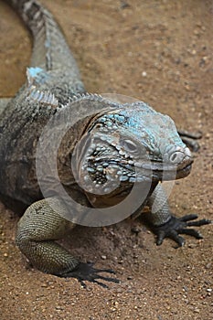 Close up portrait of blue iguana