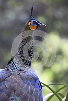 Close up portrait of a blue indian peacock