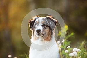 Close-up Portrait of an Blue merle Australian shepherd dog in the forest at sunset in summer