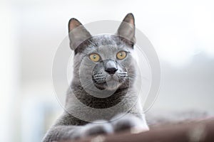 Close-up Portrait: Blue Russian Cat Indoors