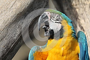 close up portrait of blue-and-yellow macaw