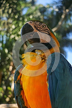 Close up portrait of blue and yellow macaw at Bali Bird Park ZOO. Blue-yellow macaw parrot portrait. Macro portrait of a beautiful