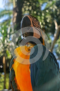 Close up portrait of blue and yellow macaw at Bali Bird Park ZOO. Blue-yellow macaw parrot portrait. Macro portrait of a beautiful