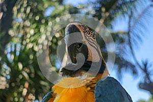 Close up portrait of blue and yellow macaw at Bali Bird Park ZOO. Blue-yellow macaw parrot portrait. Macro portrait of a beautiful