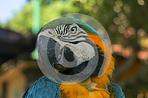 Close up portrait of blue and yellow macaw at Bali Bird Park ZOO. Blue-yellow macaw parrot portrait. Macro portrait of a beautiful