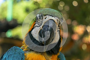 Close up portrait of blue and yellow macaw at Bali Bird Park ZOO. Blue-yellow macaw parrot portrait. Macro portrait of a beautiful