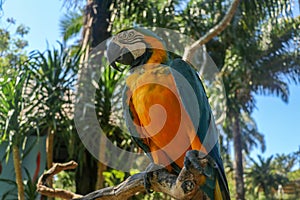 Close up portrait of blue and yellow macaw at Bali Bird Park ZOO. Blue-yellow macaw parrot portrait. Macro portrait of a beautiful