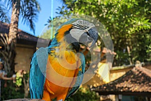 Close up portrait of blue and yellow macaw at Bali Bird Park ZOO. Blue-yellow macaw parrot portrait. Macro portrait of a beautiful