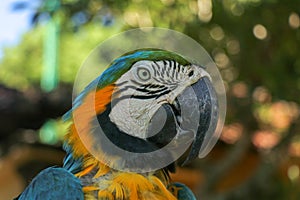 Close up portrait of blue and yellow macaw at Bali Bird Park ZOO. Blue-yellow macaw parrot portrait. Macro portrait of a beautiful