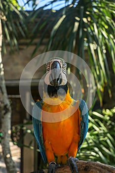 Close up portrait of blue and yellow macaw at Bali Bird Park ZOO. Blue-yellow macaw parrot portrait. Macro portrait of a beautiful